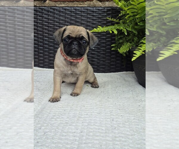 Medium Photo #1 Pug Puppy For Sale in NEWMANSTOWN, PA, USA