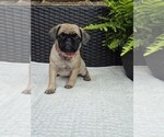 Image preview for Ad Listing. Nickname: Hazel