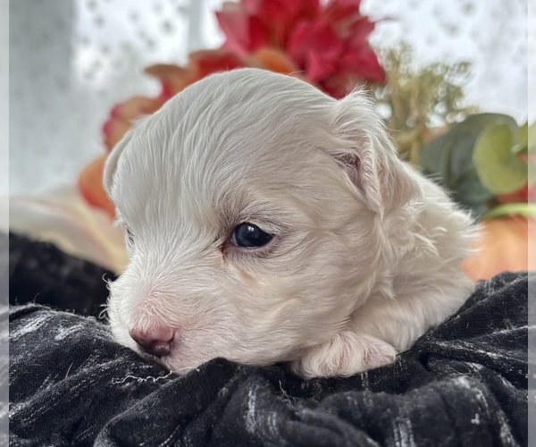 Medium Photo #12 Morkie Puppy For Sale in ROCK STREAM, NY, USA