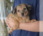 Small #2 Australian Shepherd Mix