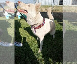 Blossom - Female Siberian Husky Dog for Adoption - Photo #6
