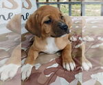 Small #1 Labrador Retriever Mix