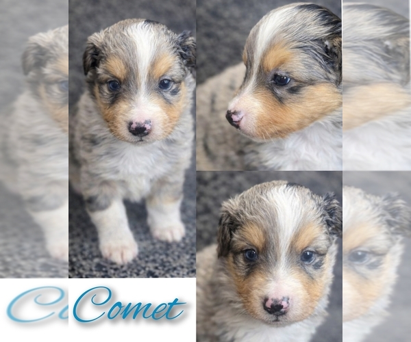 Medium Photo #1 Miniature Australian Shepherd Puppy For Sale in ADAIR VILLAGE, OR, USA
