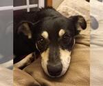 Small #2 Miniature Pinscher-Pembroke Welsh Corgi Mix