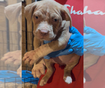 Small #3 American Bully
