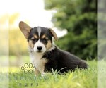 Small #3 Pembroke Welsh Corgi