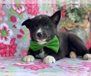 Border Collie-Pomsky Mix Puppy for sale in LANCASTER, PA, USA