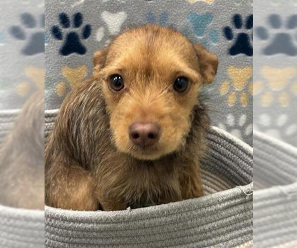 Medium Photo #1 Chihuahua Puppy For Sale in Rosenberg, TX, USA