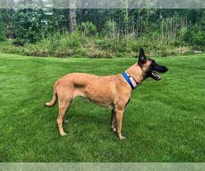 Ms Maddie - Located in Texas - Female Mutt Dog for Adoption - Photo #15