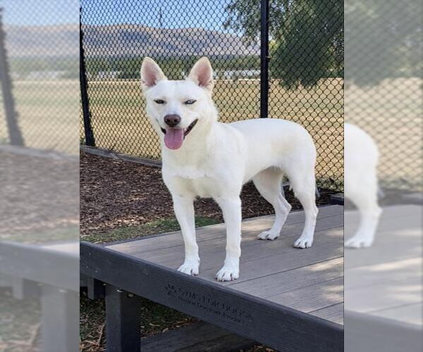 Medium Photo #2 Siberian Husky-Unknown Mix Puppy For Sale in Fremont, CA, USA