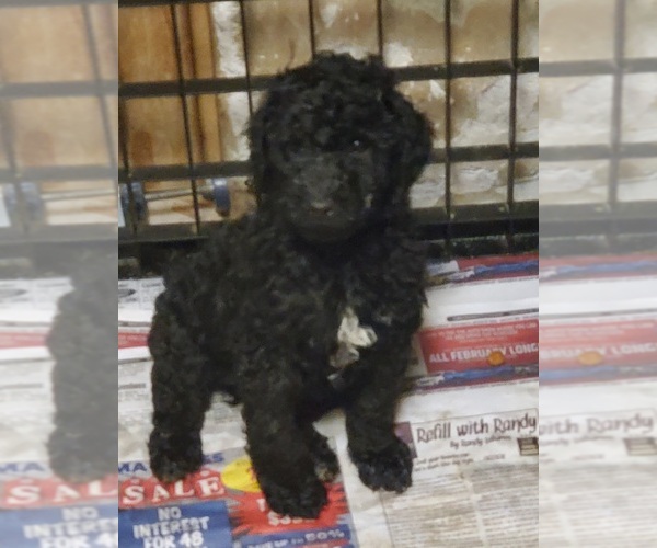 Medium Photo #4 Poodle (Standard) Puppy For Sale in WATERPORT, NY, USA