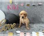 Small Photo #5 Goldendoodle Puppy For Sale in BLUFFTON, IN, USA