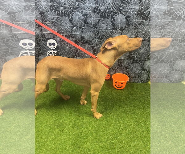 Medium Photo #2 Rhodesian Ridgeback-Vizsla Mix Puppy For Sale in Euless, TX, USA