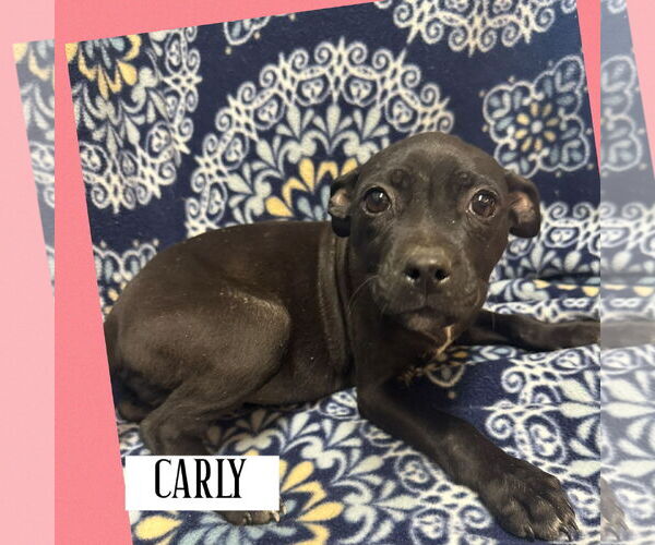 Medium Photo #2 Labrador Retriever-Unknown Mix Puppy For Sale in Sanford, FL, USA