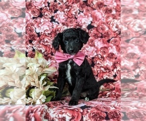 Medium Bichpoo-Poodle (Miniature) Mix