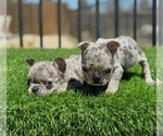 Small #12 French Bulldog