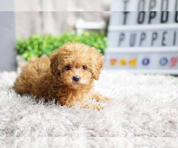 Medium Photo #1 Poodle (Miniature) Puppy For Sale in FULLERTON, CA, USA