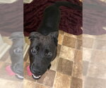 Small Labrador Retriever Mix