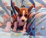 Small #5 Basenji