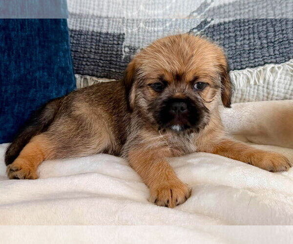 Medium Photo #2 Brussels Griffon Puppy For Sale in Menifee, CA, USA