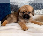 Small #1 Brussels Griffon