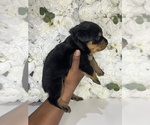 Small Photo #17 Rottweiler Puppy For Sale in FORT WORTH, TX, USA
