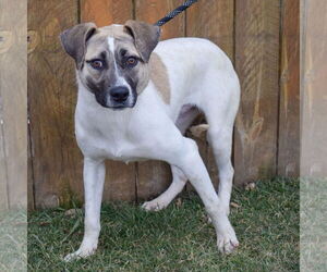 Halo - Female American Staffordshire Terrier-Labrador Retriever Mix Dog for Adoption - Photo #5