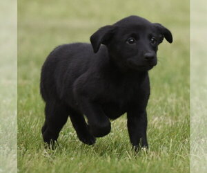 Borador Dogs for adoption in Mechanicsburg, PA, USA