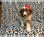 Small #21 Australian Shepherd