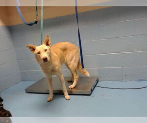 Labrador Retriever-Unknown Mix Dogs for adoption in Moreno Valley, CA, USA