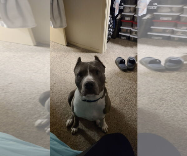 Medium Photo #3 American Pit Bull Terrier-Unknown Mix Puppy For Sale in Bangs, TX, USA