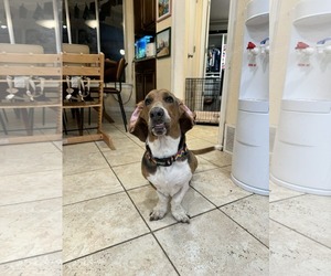 Basset Hound Dogs for adoption in Carrollton, TX, USA