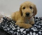 Small Photo #8 Goldendoodle Puppy For Sale in LENA, IL, USA