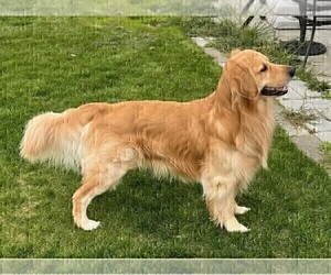 Father of the Golden Retriever puppies born on 03/24/2023