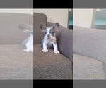 Small Photo #1 French Bulldog Puppy For Sale in BREMEN, IN, USA