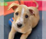 Small #5 Golden Retriever-Pembroke Welsh Corgi Mix