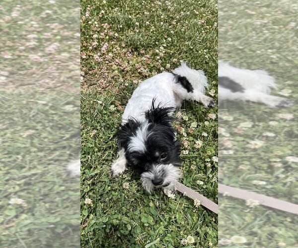 Medium Photo #3 Maltese-Unknown Mix Puppy For Sale in Candler, NC, USA