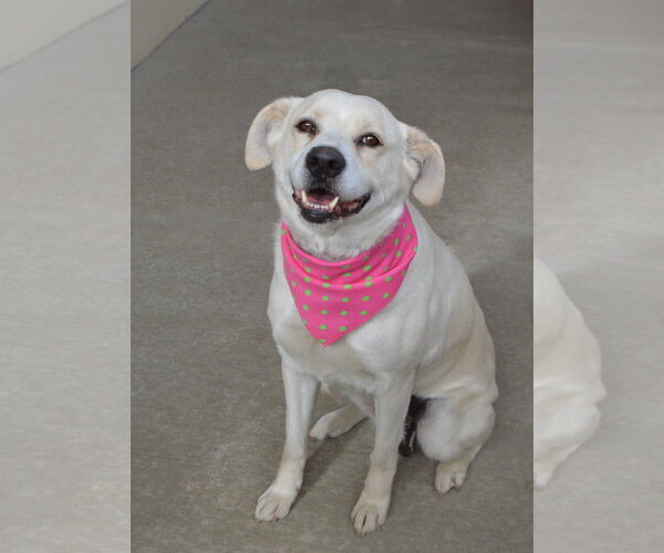 Medium Photo #2 Labrador Retriever-Unknown Mix Puppy For Sale in McKinney, TX, USA