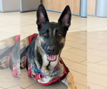 Small #2 German Shepherd Dog Mix