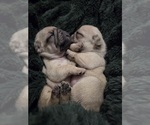 Small Photo #49 Pug Puppy For Sale in HILLSDALE, MI, USA