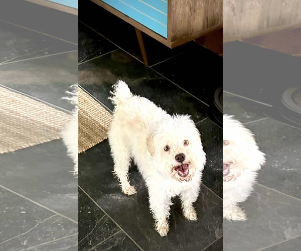 Medium Photo #3 Maltese-Unknown Mix Puppy For Sale in Dallas, TX, USA