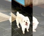 Small #2 Maltese Mix