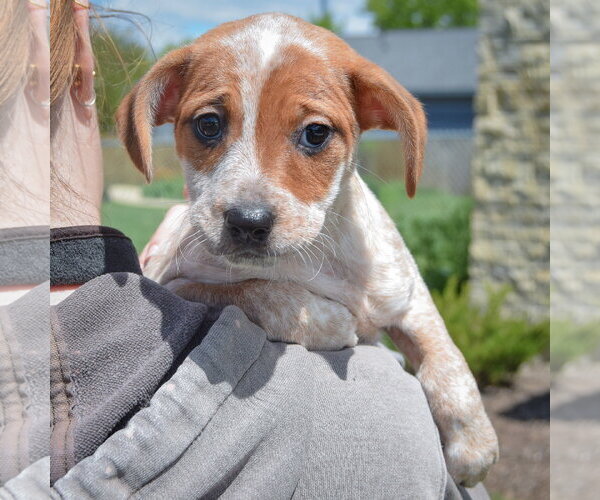 Medium Photo #6 Pug-Unknown Mix Puppy For Sale in Huntley, IL, USA
