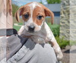 Small #5 Pug Mix