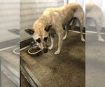 Small German Shepherd Dog