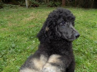 Poodle (Standard) Puppy for sale in EUREKA, CA, USA