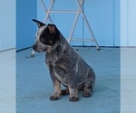 Puppy 4 Australian Cattle Dog