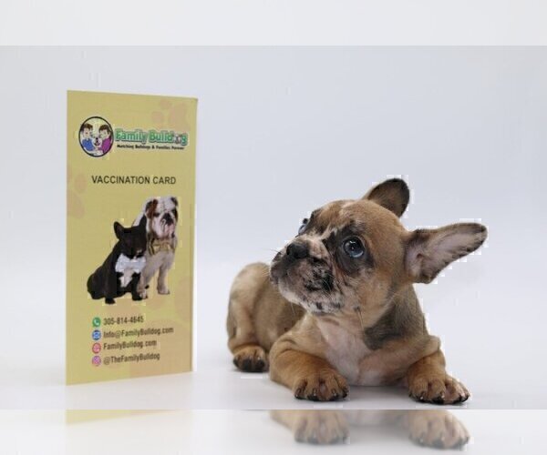 Medium Photo #2 French Bulldog Puppy For Sale in CASTLE ROCK, CO, USA