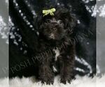 Puppy Texan F1B YorkiePoo