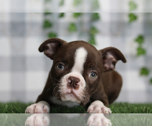 Boston Terrier Puppy for sale in MARIETTA, GA, USA